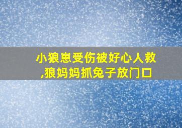 小狼崽受伤被好心人救,狼妈妈抓兔子放门口