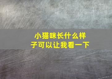 小猫咪长什么样子可以让我看一下