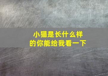 小猫是长什么样的你能给我看一下