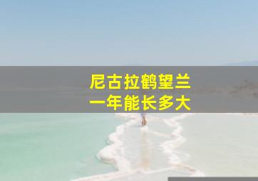 尼古拉鹤望兰一年能长多大