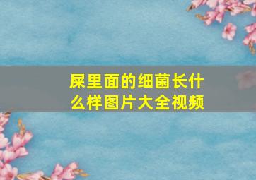 屎里面的细菌长什么样图片大全视频