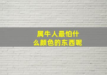 属牛人最怕什么颜色的东西呢