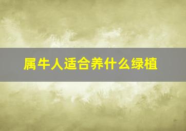 属牛人适合养什么绿植