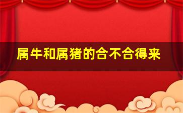 属牛和属猪的合不合得来