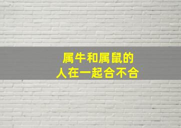 属牛和属鼠的人在一起合不合