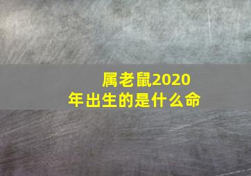 属老鼠2020年出生的是什么命