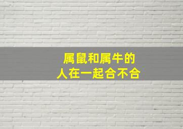 属鼠和属牛的人在一起合不合