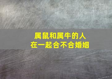 属鼠和属牛的人在一起合不合婚姻