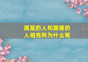 属鼠的人和属猪的人相克吗为什么呢