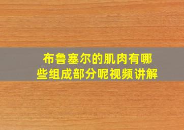 布鲁塞尔的肌肉有哪些组成部分呢视频讲解