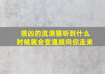 很凶的流浪猫听到什么时候就会变温顺向你走来