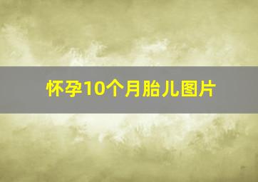 怀孕10个月胎儿图片