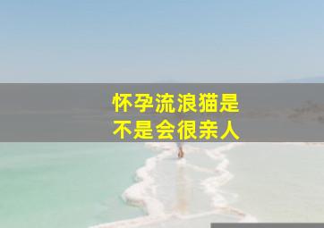 怀孕流浪猫是不是会很亲人