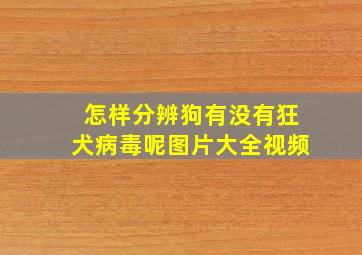 怎样分辨狗有没有狂犬病毒呢图片大全视频