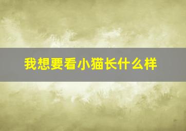 我想要看小猫长什么样