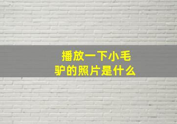 播放一下小毛驴的照片是什么