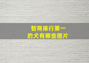 智商排行第一的犬有哪些图片