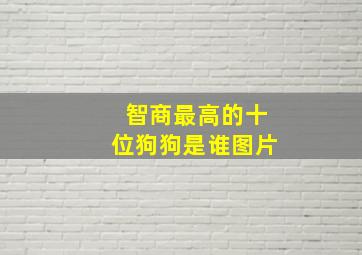 智商最高的十位狗狗是谁图片