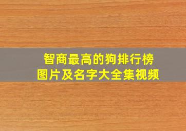 智商最高的狗排行榜图片及名字大全集视频