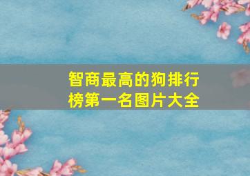 智商最高的狗排行榜第一名图片大全