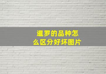 暹罗的品种怎么区分好坏图片