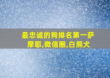 最忠诚的狗排名第一萨摩耶,微信圈,白熊犬