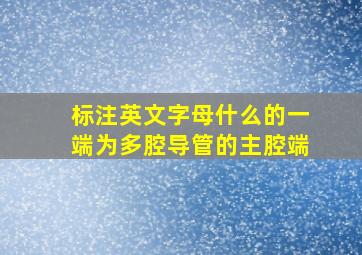 标注英文字母什么的一端为多腔导管的主腔端