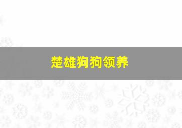 楚雄狗狗领养