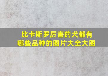 比卡斯罗厉害的犬都有哪些品种的图片大全大图