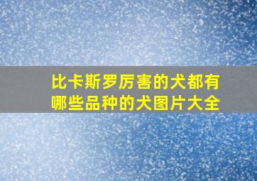 比卡斯罗厉害的犬都有哪些品种的犬图片大全