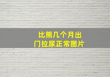 比熊几个月出门拉尿正常图片