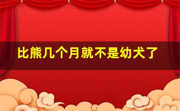 比熊几个月就不是幼犬了