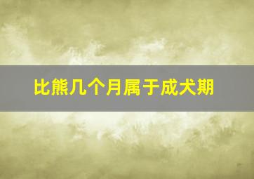 比熊几个月属于成犬期