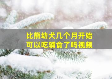 比熊幼犬几个月开始可以吃辅食了吗视频