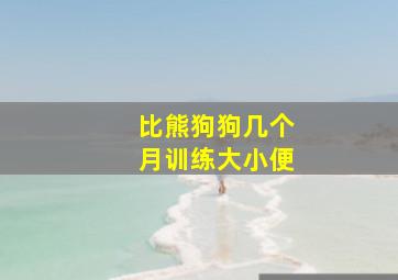 比熊狗狗几个月训练大小便