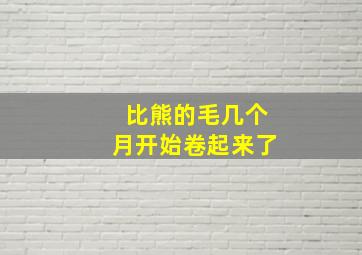 比熊的毛几个月开始卷起来了