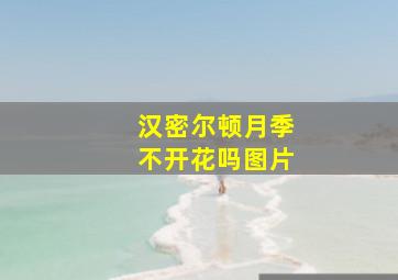 汉密尔顿月季不开花吗图片