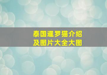 泰国暹罗猫介绍及图片大全大图