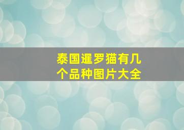 泰国暹罗猫有几个品种图片大全