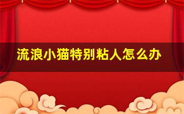 流浪小猫特别粘人怎么办