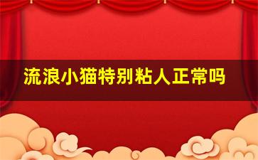 流浪小猫特别粘人正常吗