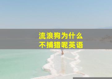 流浪狗为什么不捕猎呢英语