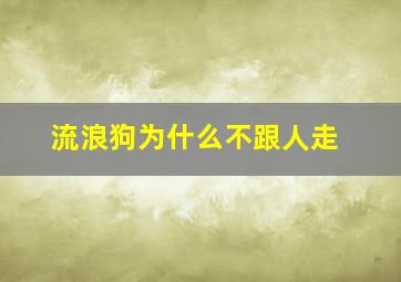 流浪狗为什么不跟人走