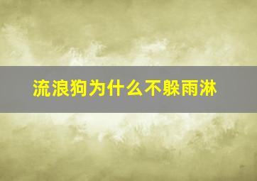 流浪狗为什么不躲雨淋