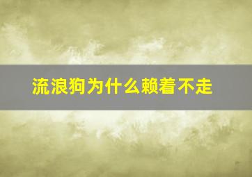 流浪狗为什么赖着不走