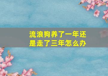 流浪狗养了一年还是走了三年怎么办