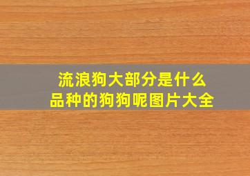 流浪狗大部分是什么品种的狗狗呢图片大全