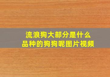 流浪狗大部分是什么品种的狗狗呢图片视频