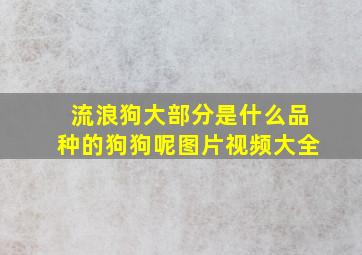 流浪狗大部分是什么品种的狗狗呢图片视频大全