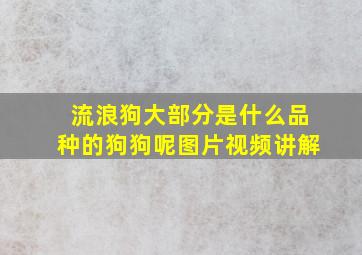 流浪狗大部分是什么品种的狗狗呢图片视频讲解